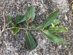 Maytenus undata