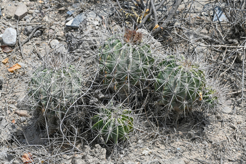 Parrycactus flavovirens