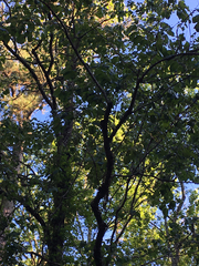 Diospyros virginiana