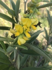 Eriosema psoraleoides