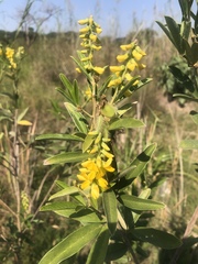 Eriosema psoraleoides