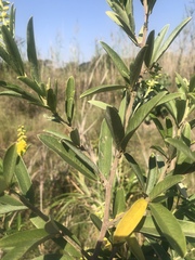 Eriosema psoraleoides