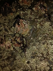 Nemalion elminthoides