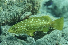 Island Grouper photo 5