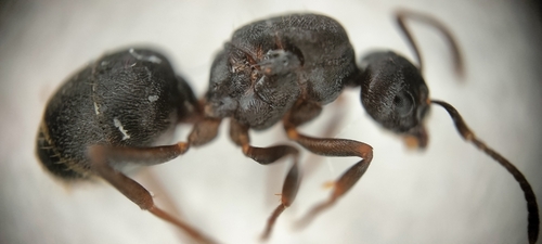 Lasiophanes picinus