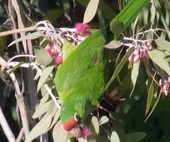 Psittacara mitratus