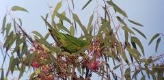 Psittacara mitratus
