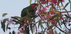 Psittacara mitratus