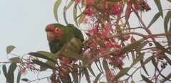 Psittacara mitratus