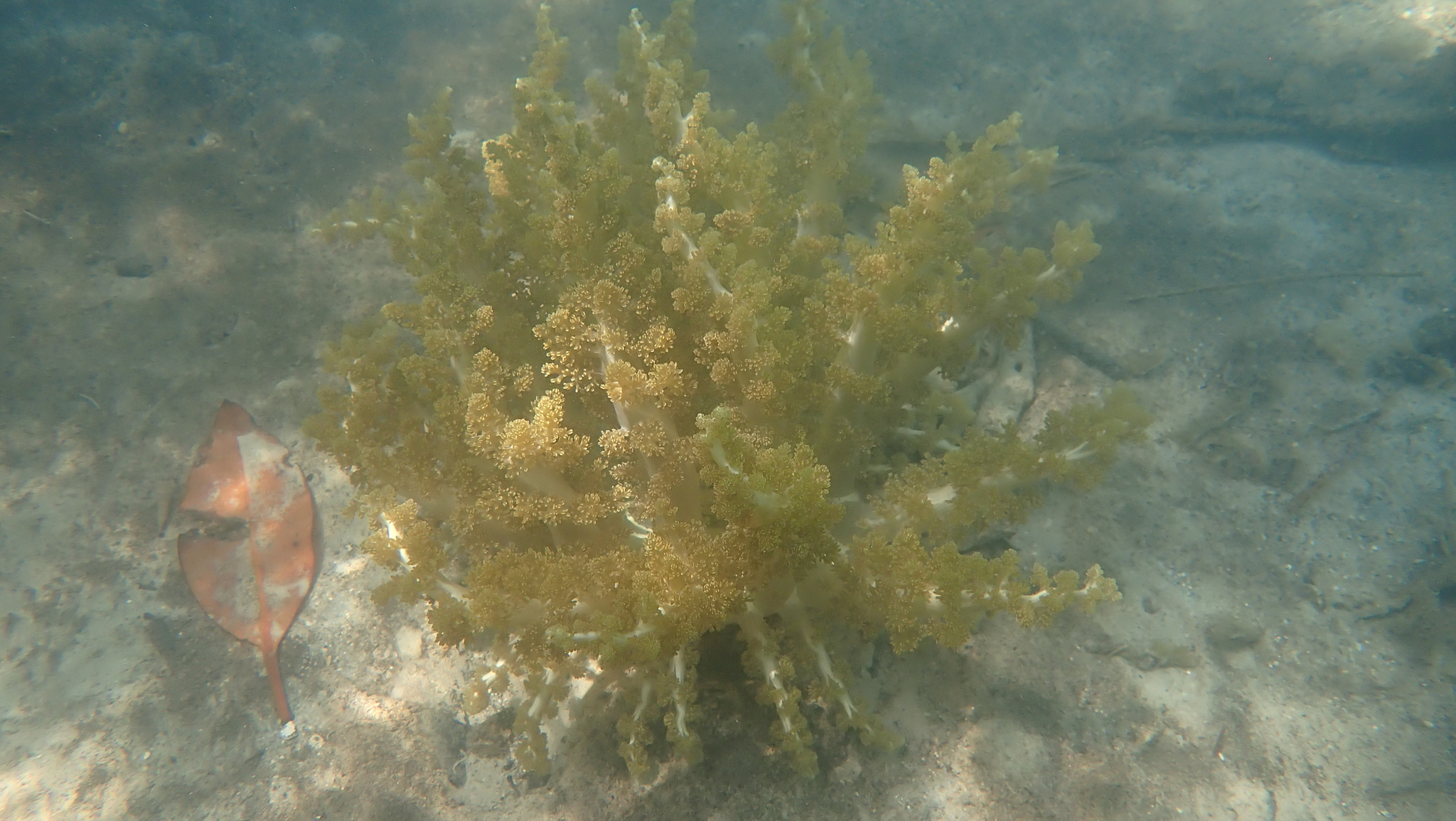 Actinodendron arboreum (Quoy & Gaimard, 1833)