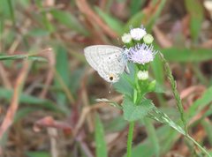 Catochrysops strabo