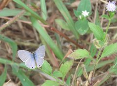 Catochrysops strabo