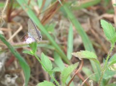 Catochrysops strabo