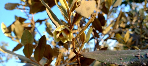 Foto de Araticum-do-cerrado
