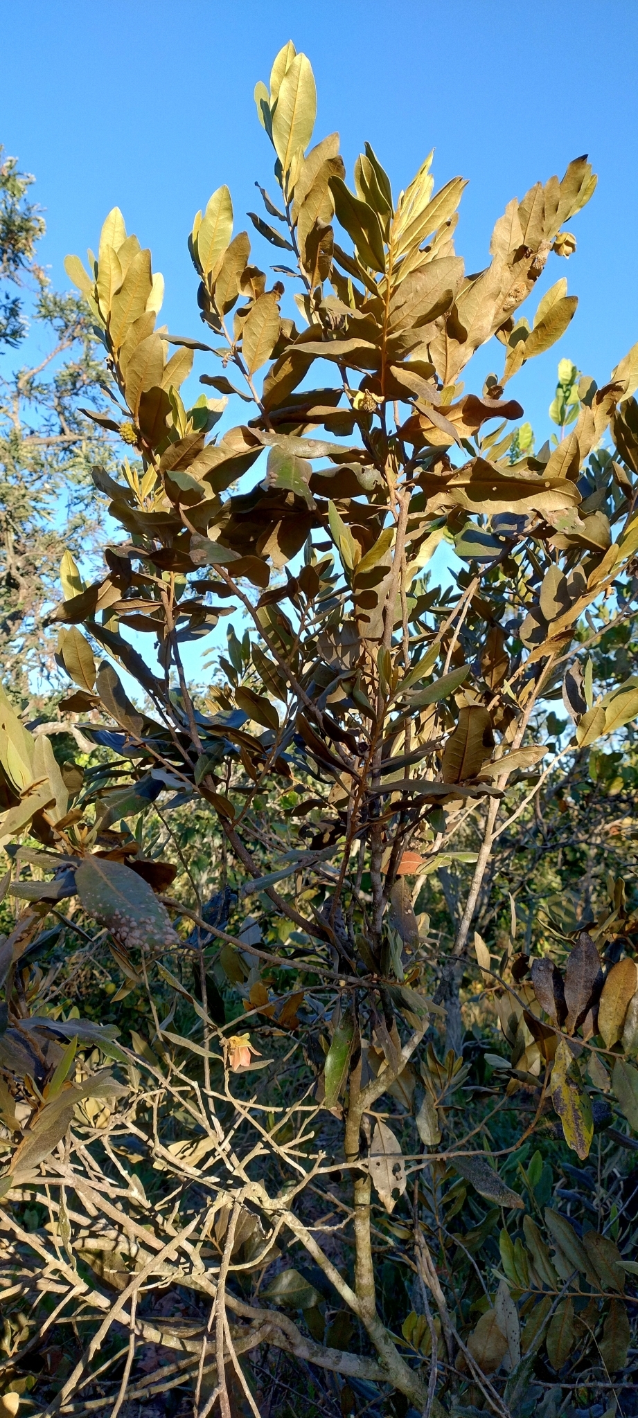 Imagem de Araticum-do-cerrado