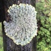 Speckled Shield Lichens - Photo (c) danielluscombe, some rights reserved (CC BY-NC)