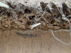 Phyllonorycter lucidicostella