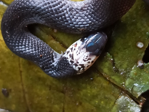 Ninia teresitae