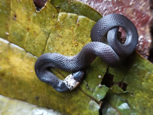 Ninia teresitae