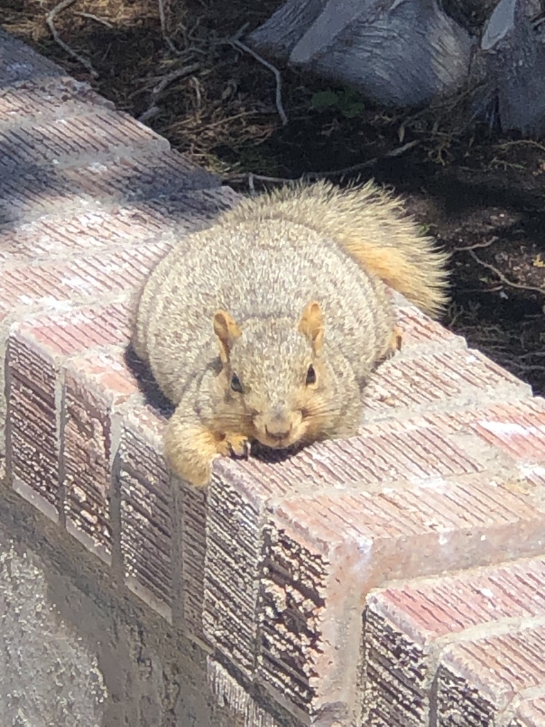 Fox Squirrel from Eastern New Mexico University - ENMU, Portales, NM ...