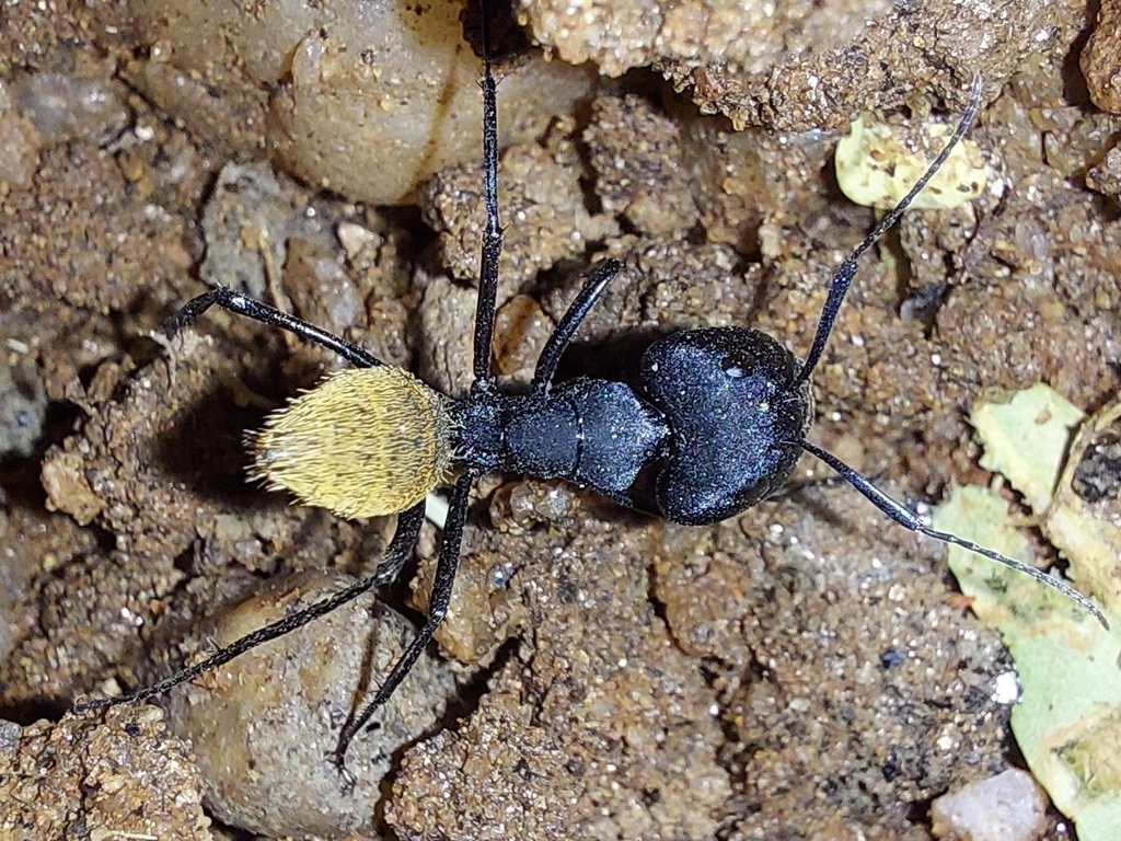 Karoo Balbyter Ant from Finkenstein Estate, Namibia on May 5, 2024 at ...