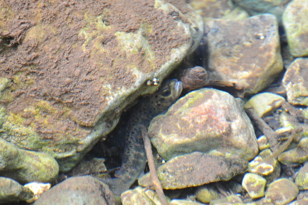 Montenegro Trout