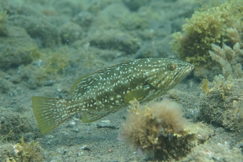 Island Grouper