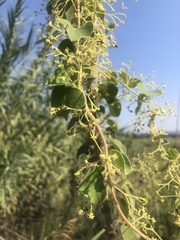 Cissampelos mucronata