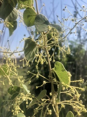 Cissampelos mucronata