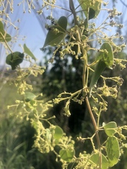 Cissampelos mucronata