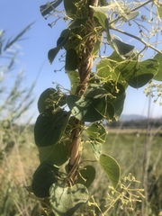 Cissampelos mucronata