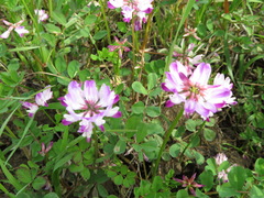Astragalus sinicus
