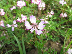Astragalus sinicus