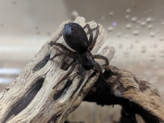 Varacosa