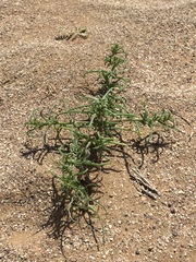 Angiospermae
