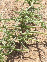 Angiospermae