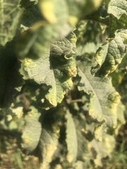 Baccharoides adoensis