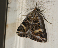 Cerocala vermiculosa