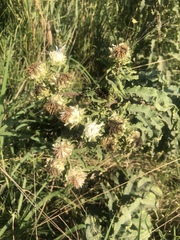 Baccharoides adoensis