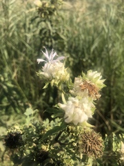 Baccharoides adoensis