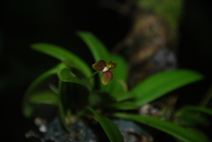 Bulbophyllum samoanum