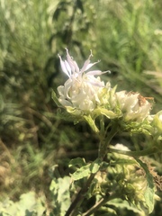 Baccharoides adoensis