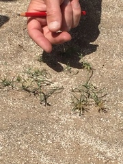 Angiospermae