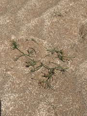 Angiospermae