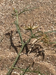 Angiospermae