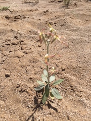 Angiospermae