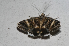 Cerocala vermiculosa