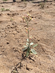 Angiospermae