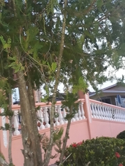 Platycladus orientalis