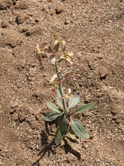 Angiospermae